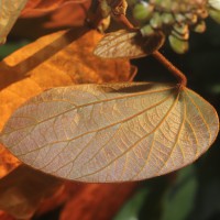 Phanera aureifolia (K.Larsen & S.S.Larsen) Bandyop., Ghoshal & M.K.Pathak